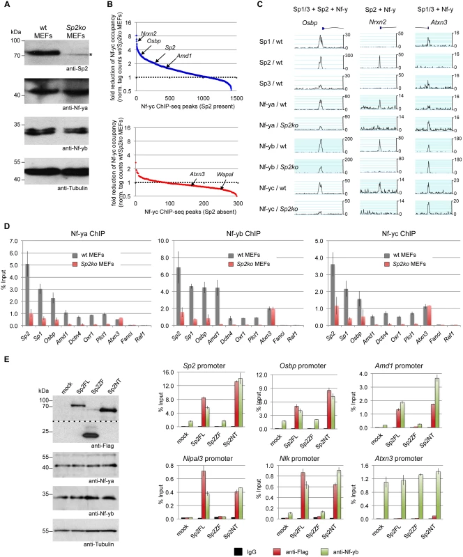 Sp2 potentiates binding of Nf-y at shared sites.