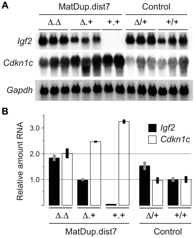 Expression of imprinted genes in 13½ dpc MatDup.dist7 fetuses.