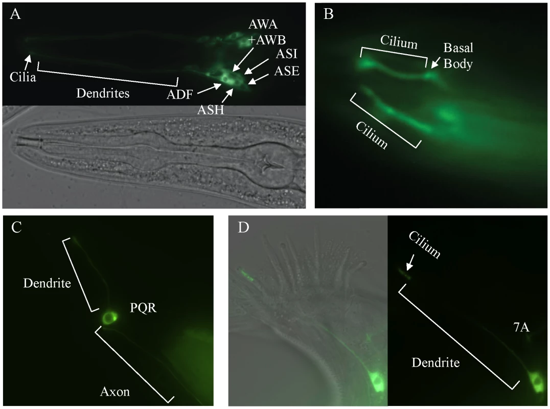 <i>daf-25</i> is expressed in many ciliated cells and encodes a novel ciliary protein.