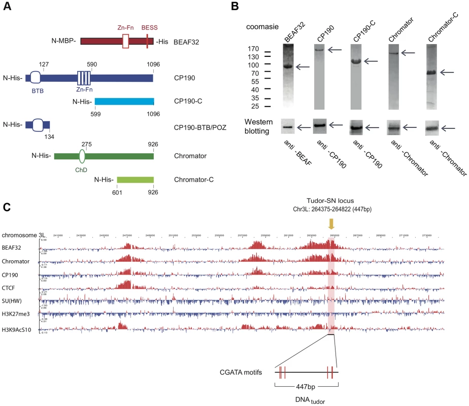 Protein constructs, protein purification, and genomic localization of insulator proteins and associated factors.