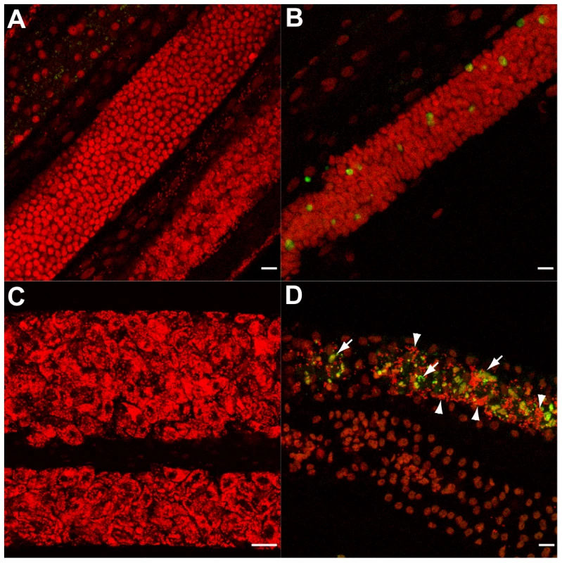 Doxycycline treatment leads to apoptosis <i>in vitro.</i>