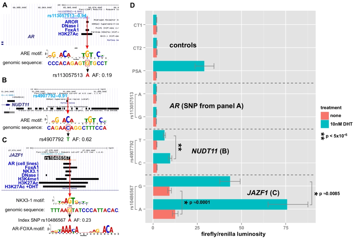 Allelic effects of prostate cancer-correlated SNPs in enhancer-luciferase assays.