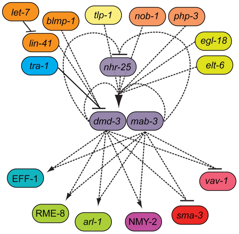 The genetic architecture of tail tip morphogenesis, showing experimentally validated connections between components.