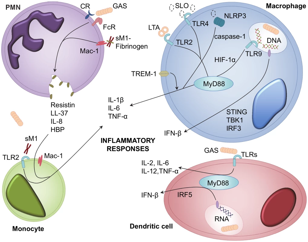 Cellular receptors and signalling pathways involved in GAS recognition and inflammatory mediator release.