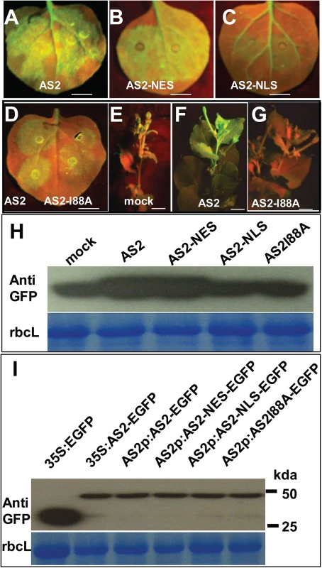 Cytosolic AS2 is a functional PTGS suppressor.