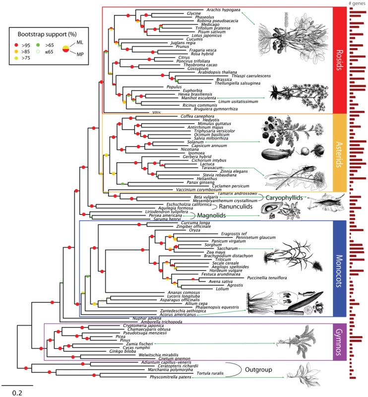 Maximum Likelihood Phylogram of the Genus-Only Alignment of 101 Taxa with at Least 30% Representation per Partition (ML-30) Using the GTR Substitution Matrix and the CAT Model of Among-Site Rate Heterogeneity.