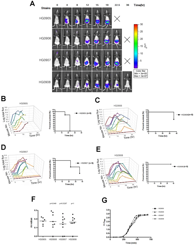 Bioluminescence quantification and lethality measurement in mice infected with <i>V. vulnificus</i> strains containing pHGJ1.