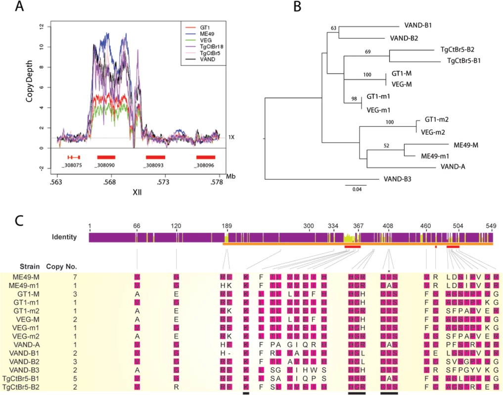 CNV and phylogenetic analysis of <i>ROP5</i> copies in VAND, TgCtBr5, TgCtBr18.