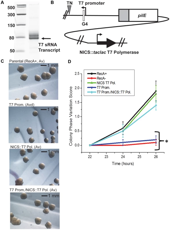 A phage promoter can substitute for the <i>pilE</i> G4-associated sRNA promoter.