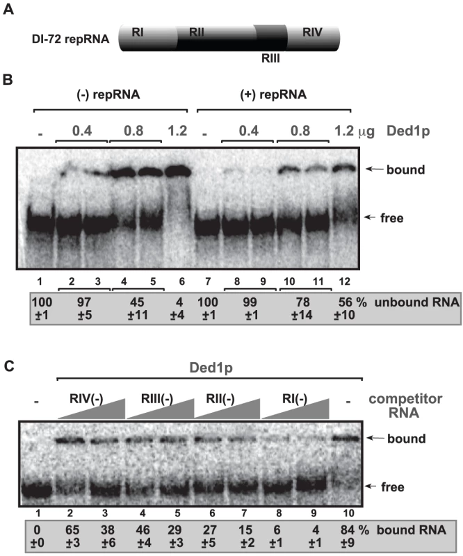 Ded1p binds to the 3′ end of the TBSV (−)RNA.