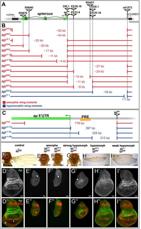 Deletion analysis at the <i>ap</i> locus.