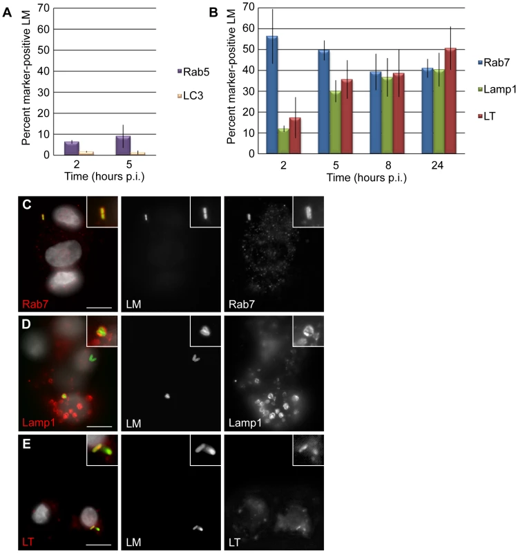 <i>L. monocytogenes</i> (LM) is trapped in late endosomes and acidified lysosomes in EVT.