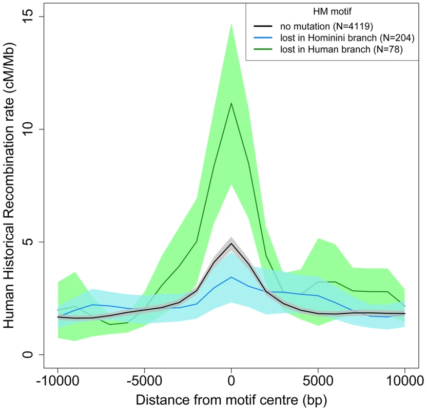 Historical human recombination profiles around lost and conserved HM motifs.