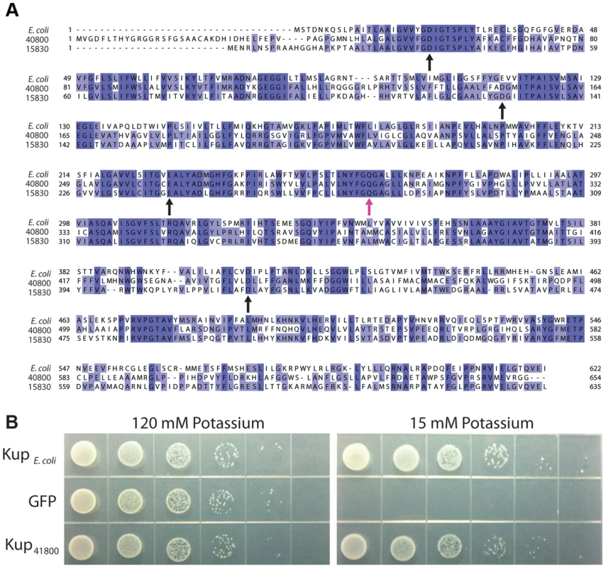 Kup<sub>DMR_40800</sub> is a potassium transporter.