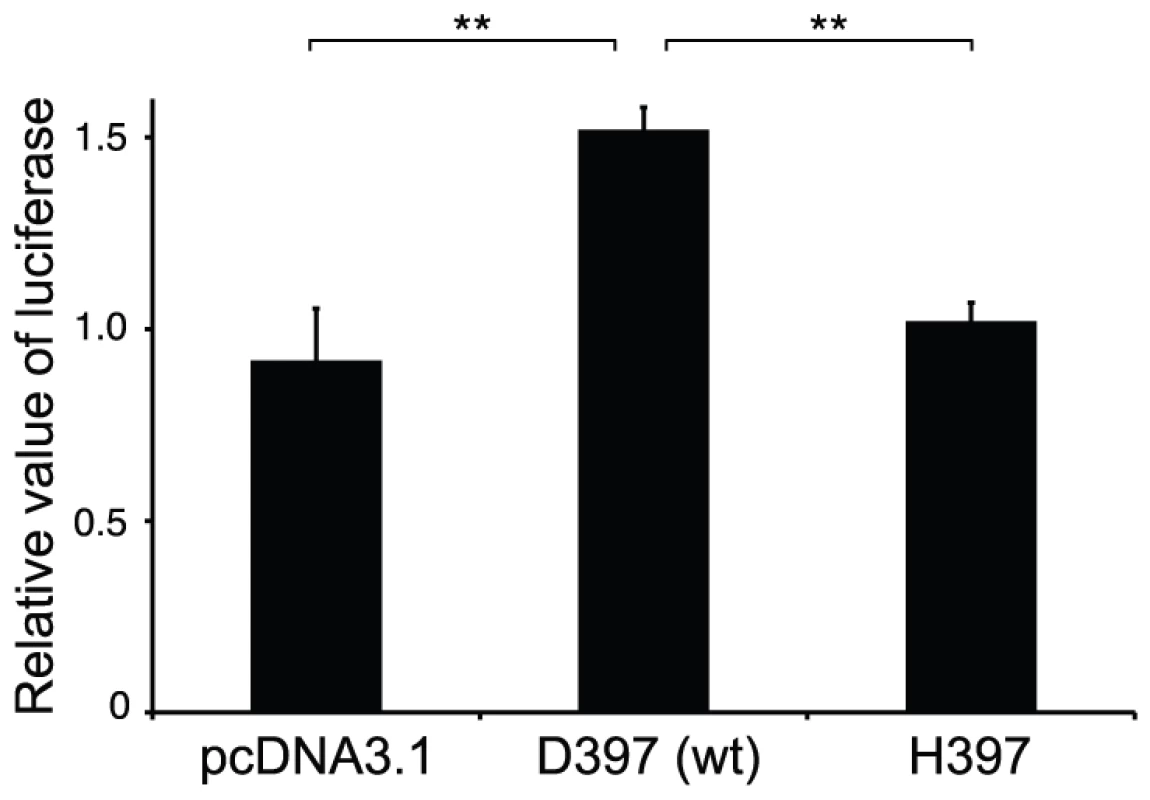 Mediation of AMH signaling by wild-type and mutated human AMHR2 (His397) constructs.