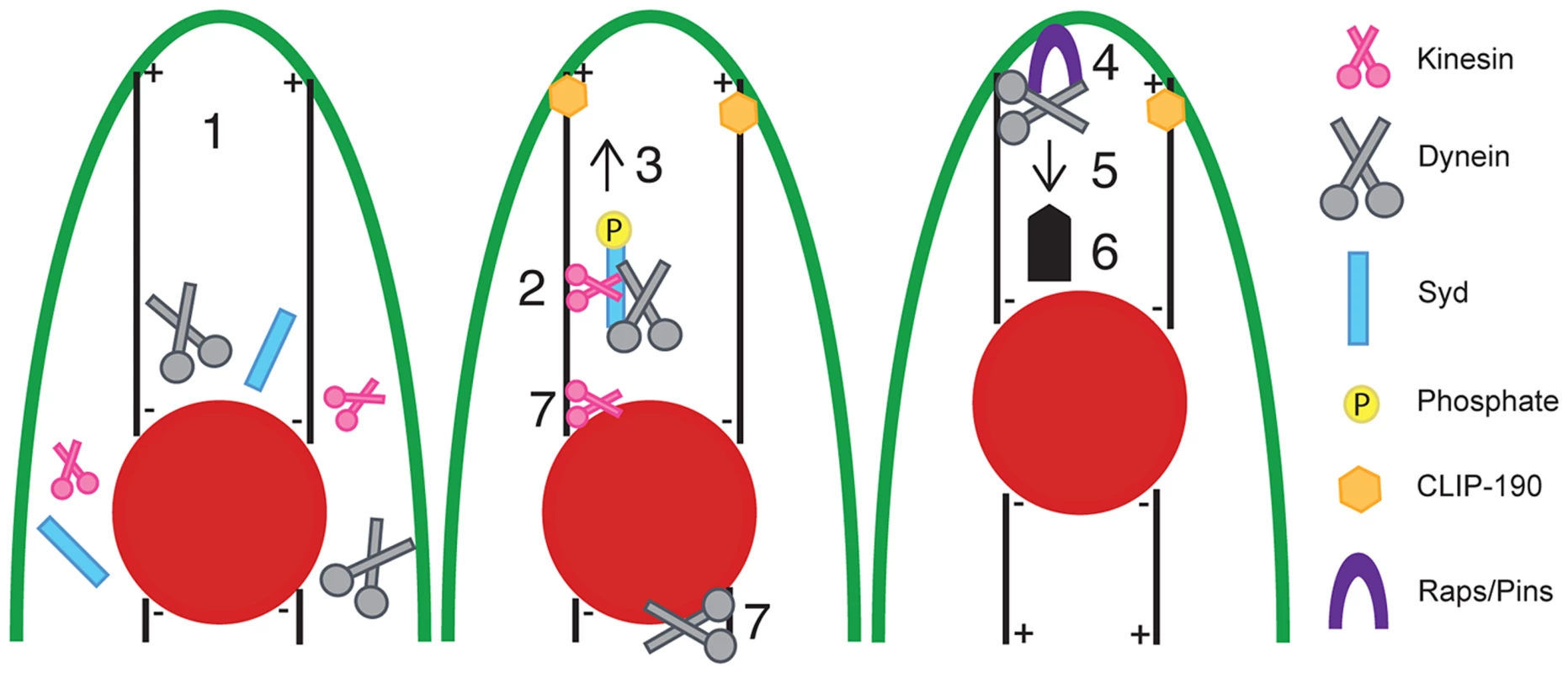 Model of Syd-dependent myonuclear positioning.