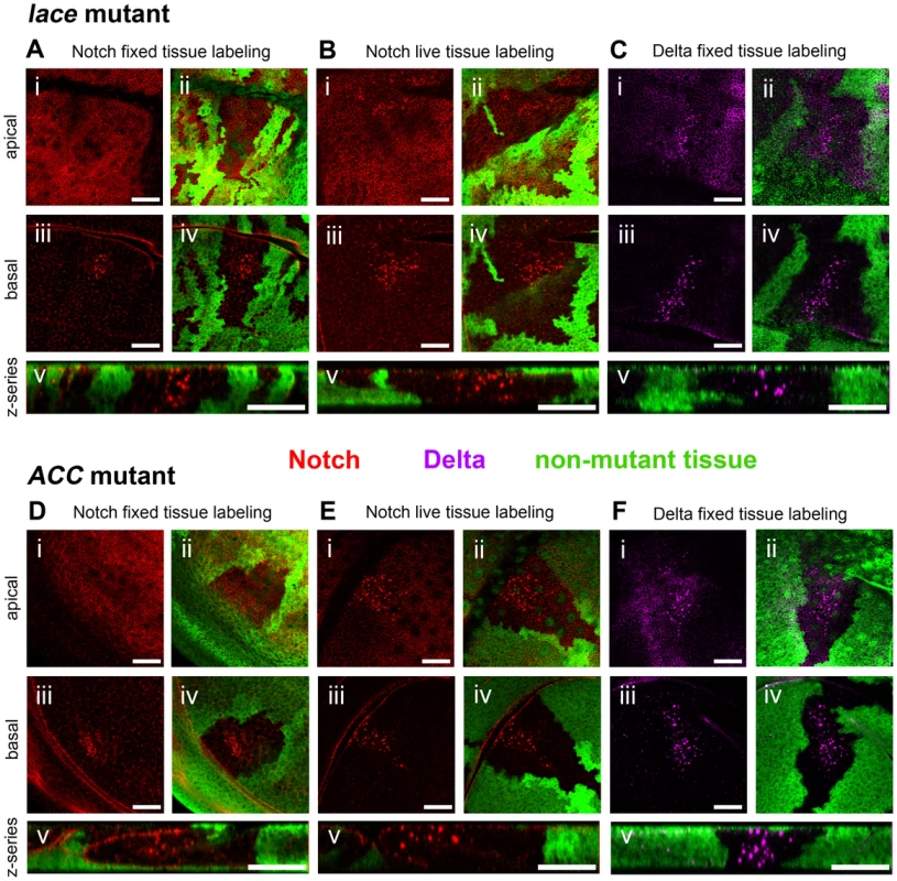Notch and Delta accumulate abnormally in <i>lace</i> and <i>ACC</i> mutant tissues.