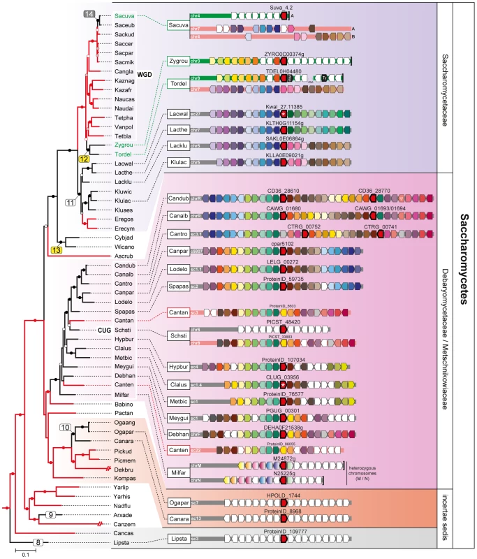 Gene content and organization in <i>FSY1</i> loci in Saccharomycetes.