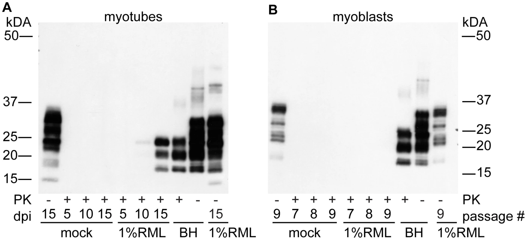 PrP<sup>Sc</sup> replicates in myotubes.