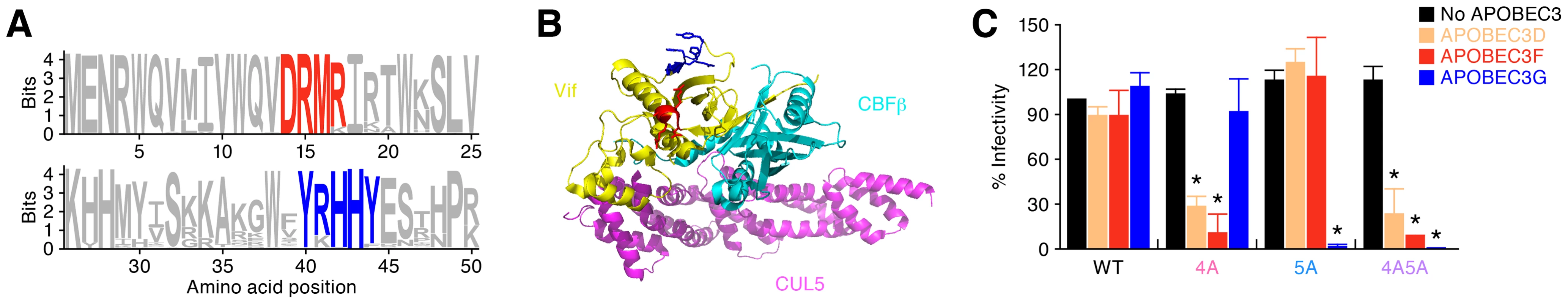 Anti-HIV-1 effect of APOBEC3 proteins <i>in vitro</i>.