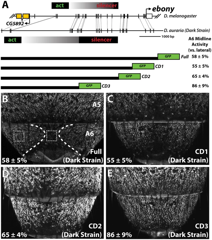 Localization of a conserved silencer in the <i>D</i>. <i>auraria</i> upstream regulatory region.