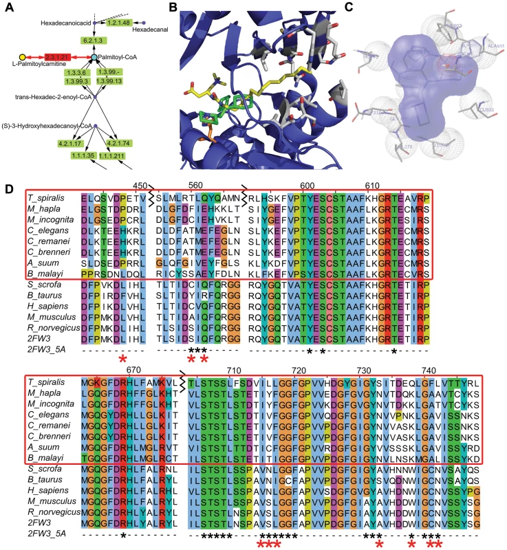 Docking of Perhexiline to rat carnitine palmitoyltransferase 2 and sequence alignment of carnitine palmitoyltransferase 2 from mammals and nematodes.