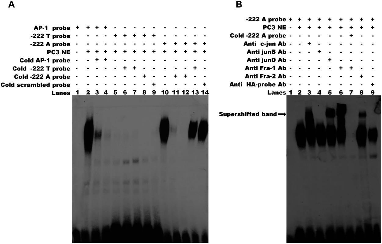 The rs112481213 variant alter the AP-1 binding site.