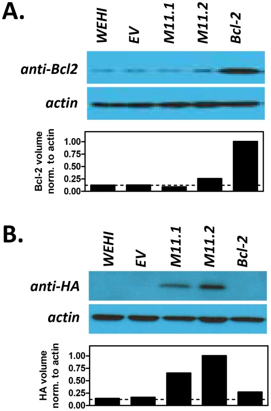 Transduced WEHI-231 B cell lines express host Bcl-2 or viral Bcl-2 (M11) proteins.