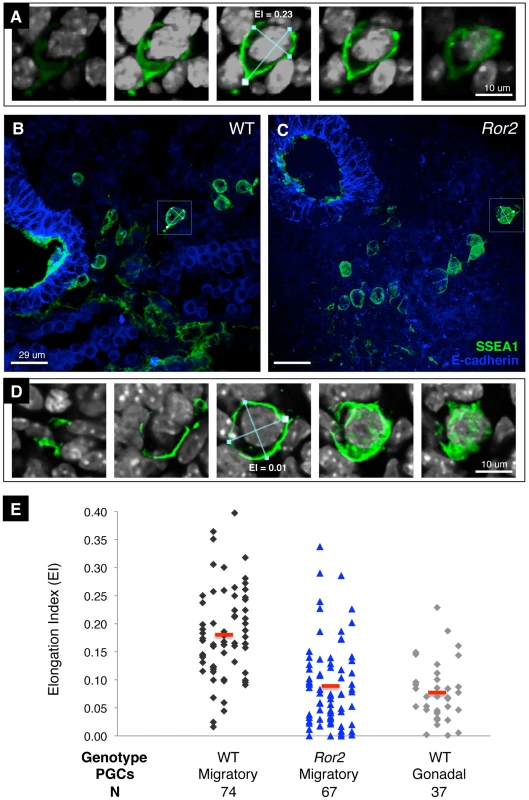 Reduced elongation of migratory <i>Ror2<sup>Y324C</sup></i> PGCs in vivo.