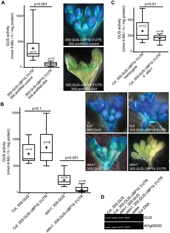 Accumulation of 21–22 nt siRNA854 negatively regulates transgene transcripts with the <i>UBP1b</i> 3′ UTR.