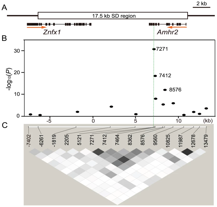 Association mapping of the sex-determining locus in a natural population of fugu.