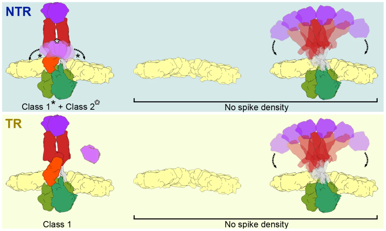 Model of the conformational states of the rotavirus spike in NTR- and TR-TLP.