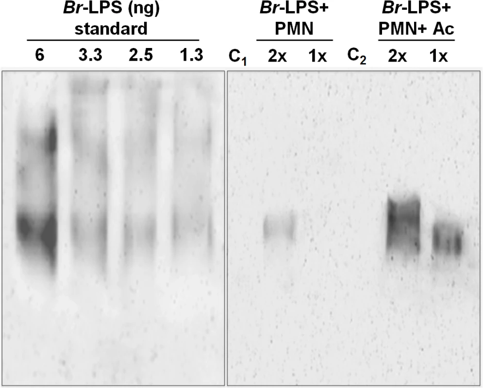 Quantities of <i>Br</i>-LPS interacting with PMNs.