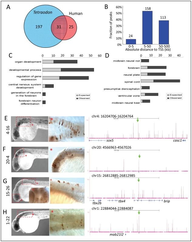 Zic3 regulates neural-specific expression through CNEs.