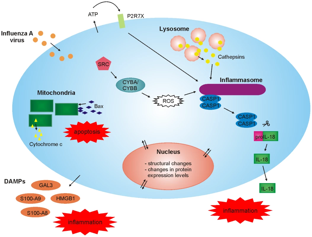 High-throughput, quantitative subcellular proteomics provides a global view of host-response in macrophages upon viral infection.