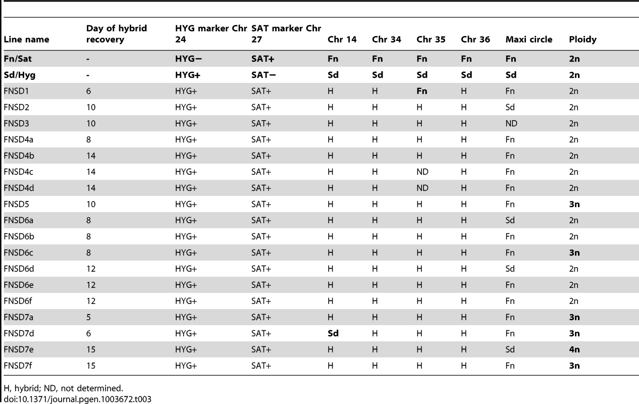 Summary of Fn/Sat×Sd/Hyg hybrid genotypes generated in <i>P. duboscqi</i>.