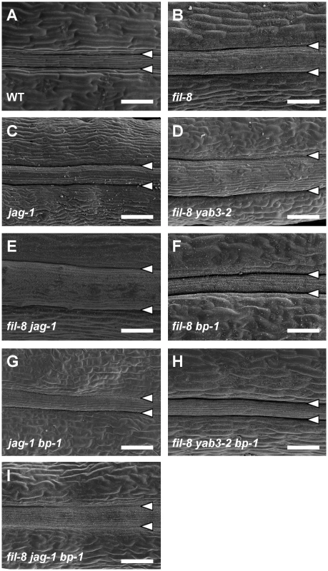 Abnormal repla in mutants affected in <i>JAG</i>/<i>FIL</i> activity.