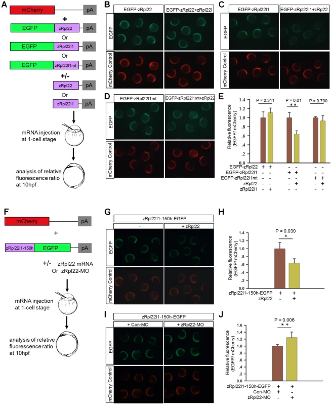 Regulation of <i>Rpl22l1</i> mRNA expression is mediated by a hairpin structure.