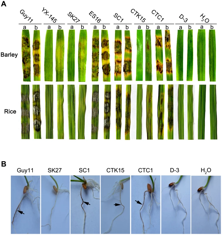 The <i>Δmosom1</i>, <i>Δmocdtf1</i> and <i>Δmosom1Δmocdtf1</i> mutants are nonpathogenic.