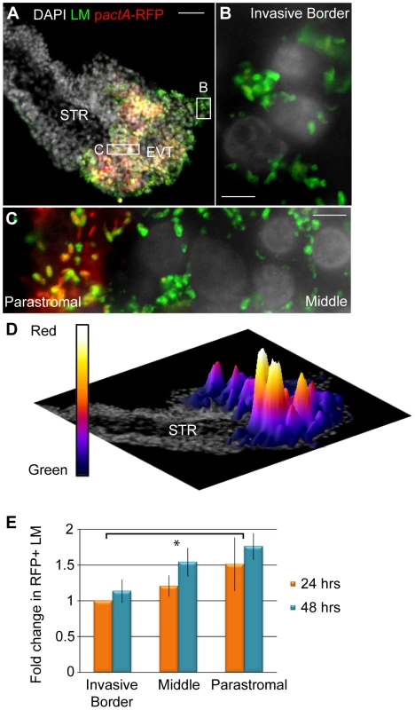 <i>L. monocytogenes</i> (LM) vacuolar escape rates vary across subpopulations of trophoblasts.