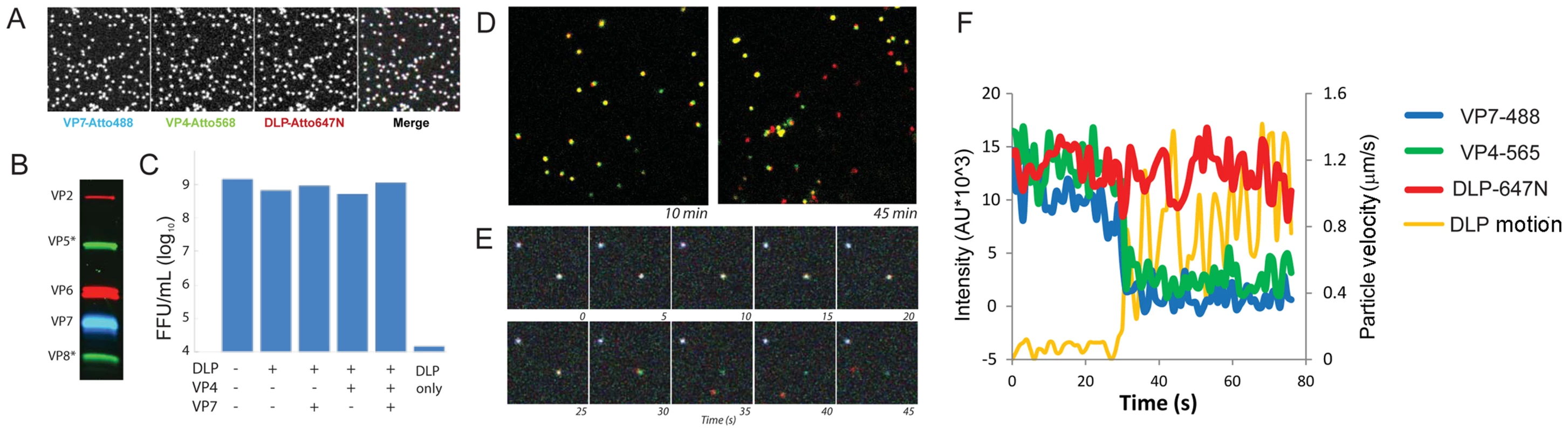 Fluorescent labeling of recoated TLP.