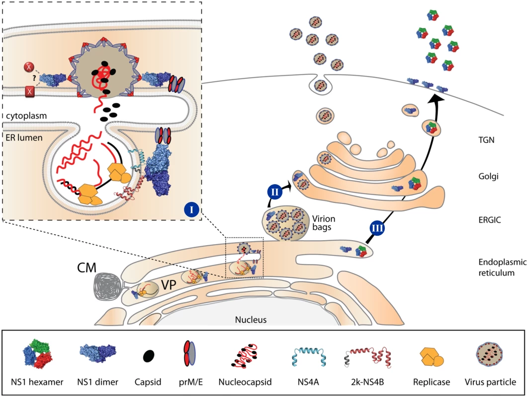 Proposed roles of NS1 in the DENV life cycle.