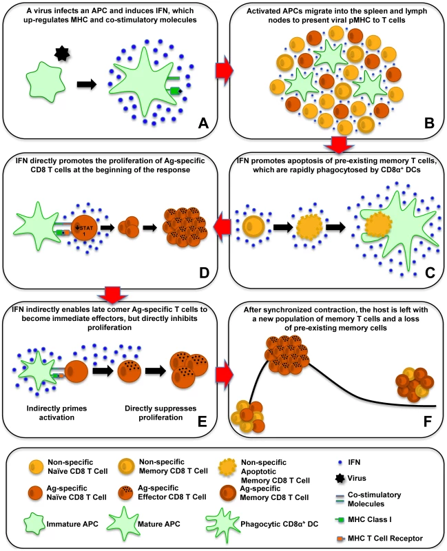 Effect of type 1 IFN on T-cell activation, proliferation, and apoptosis.