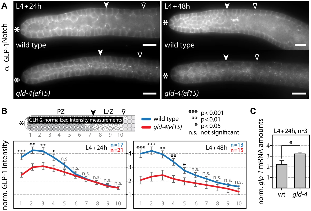 GLD-4 promotes endogenous GLP-1 expression.