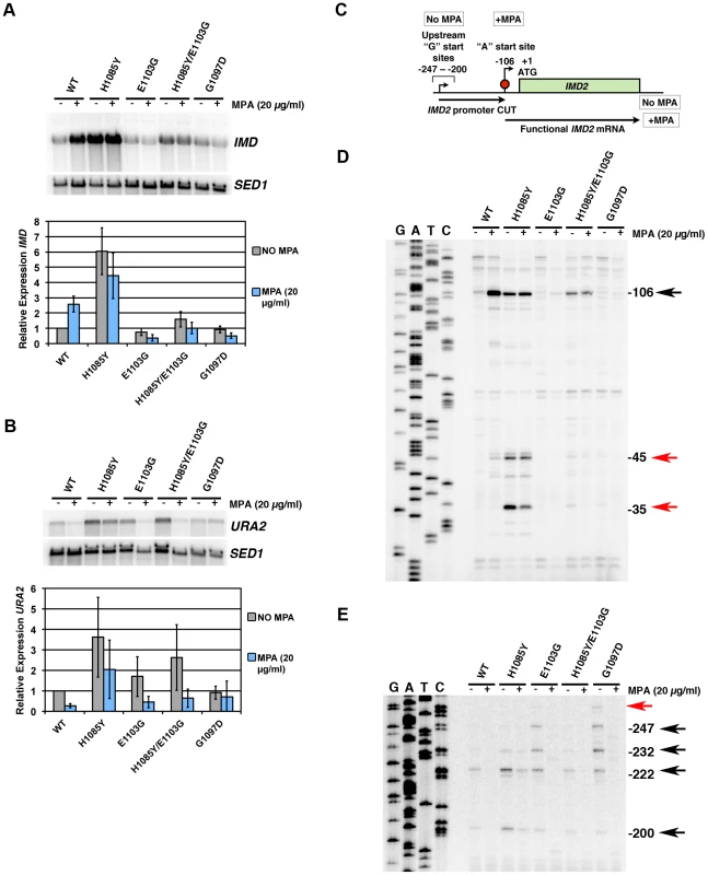 Pol II TL mutants alter transcription of <i>IMD2</i> and <i>URA2</i>, genes required for GTP and UTP synthesis, respectively.
