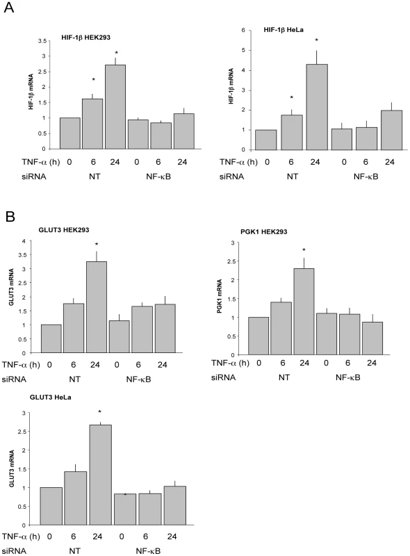 TNF-α–induced HIF mRNA levels and activity are NF-κB–dependent.