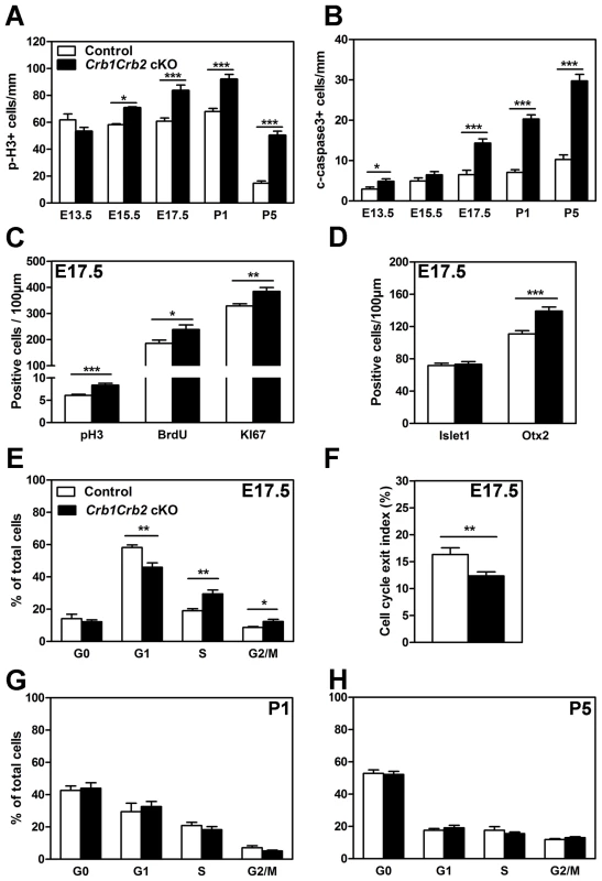 Loss of CRB1 and CRB2 leads to cell cycle defects, increased proliferation and apoptosis.