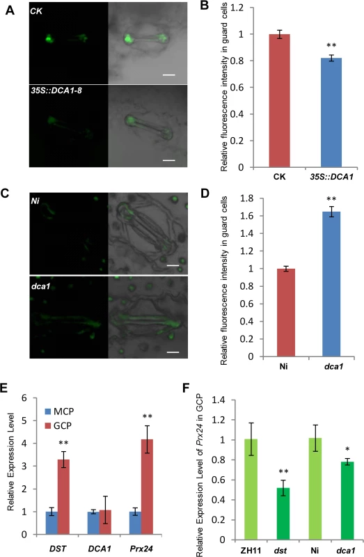 DCA1 influences H<sub>2</sub>O<sub>2</sub> content in stomata.