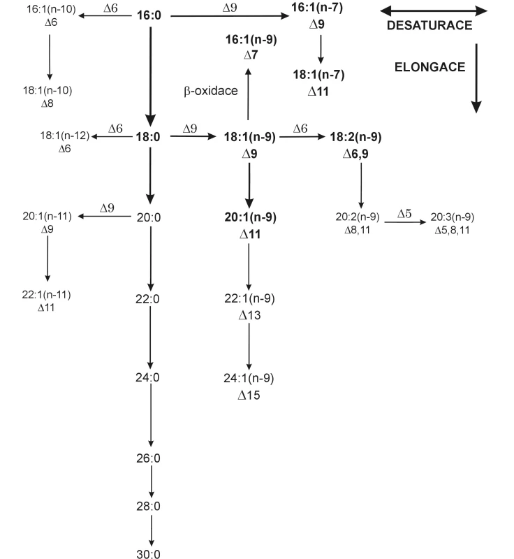 Elongace a desaturace endogenních mastných kyselin
Postupnou desaturací a elongací kyseliny stearové vzniká endogenní vícenenasycená kyselina 20:3n-9 (Meadova); tuto kyselinu vytváří organismus při nedostatku esenciálních mastných kyselin ve snaze zachovat fluiditu membrán a získat substrát pro tvorbu eikosanoidů.