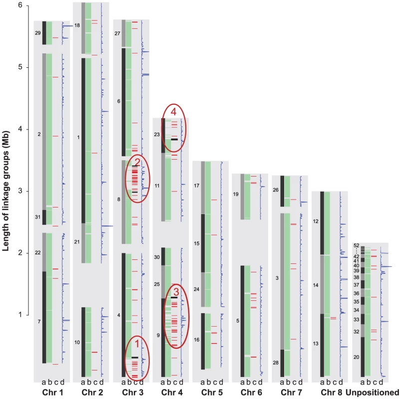Global view of syntenic alignments between <i>V. dahliae</i> (<i>Vd</i>) and <i>V. albo-atrum</i> (<i>Vaa</i>) and the distribution of transposable elements and EST alignments.